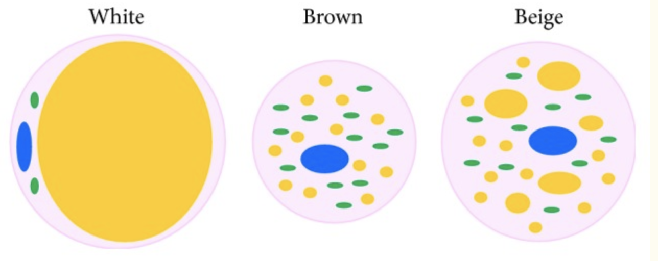 White, brown, and beige types of fat. Blue: nucleus, green: mitochondria, and yellow: lipid droplets. Source: Cedikova et al.
